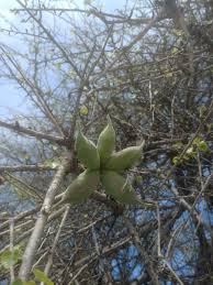 Image result for Searsia rogersii