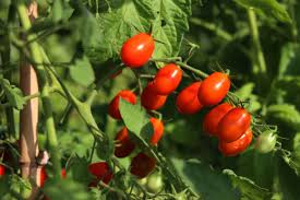 Image result for tomato Datterino