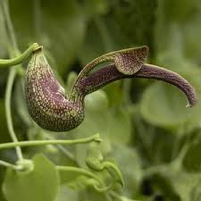 Image result for Aristolochia littoralis
