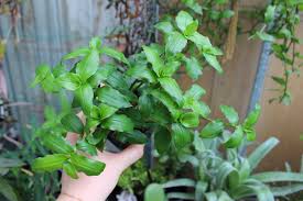 Image result for Aneilema zebrinum