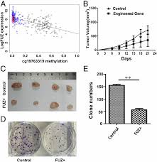 Most testis cancers that secrete tumor markers are nonseminomatous germ cell tumors (nsgct). Dna Methylation Markers For Diagnosis And Prognosis Of Common Cancers Pnas