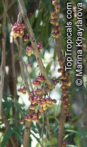 Image result for Lepisanthes senegalensis