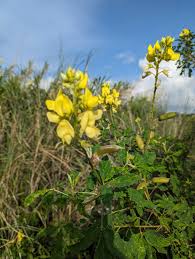 Image result for Crotalaria misella
