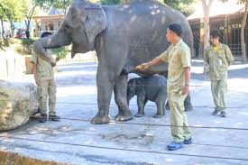 Jatim park 1, jatim park 2 dan jatim park 3. Gajah Secret Zoo Jatim Park 2 Melahirkan Anakan Jantan