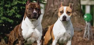 American Staffordshire Terrier Kopekler Com