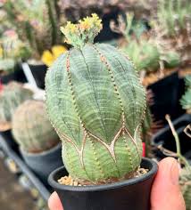 Image result for Euphorbia davyi