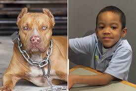 However, some dogs might become aggressive and bite you or your loved ones. Is It Time To Ban Pit Bulls