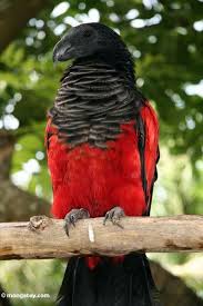 Photo Pesquet Loros Pajaros Bonitos Aves Exoticas