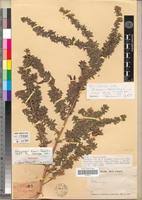 Image result for Adenocarpus mannii