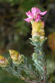 Image result for Penaeaceae