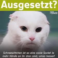 Schneewittchen, ca. 11 Jahre, Scottish Fold