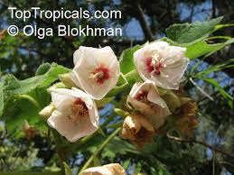 Image result for Dombeya burgessiae