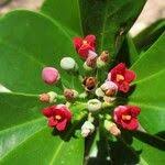 Image result for Canellaceae