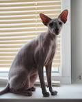 Peterbald Cat Breeders in the United States | Available ...