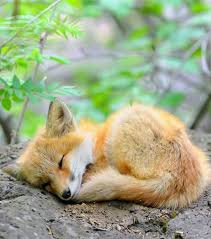 Renardeau Animaux Mignons Animaux Photo Animaux Mon chat de près de vingt ans a failli éborgner un renardeau entré dans la cour et je suis intervenu lors des hurlements. pinterest