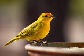 Canary Care Guide Information Price Canary Birds Of Australia Canary Birds