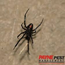 To be clear, this does not mean all image submissions need to be video game related. Black Widow Spider Pest Control Company In San Diego Los Angeles