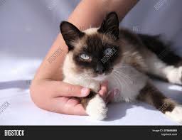 Your veterinarian will be able to spot problems, and will work with you to set up a. Balinese Cat Laying Image Photo Free Trial Bigstock