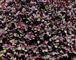 Make sure all danger of frost has passed. Little Ruby Alternanthera Named Newest Texas Superstar Plant Agrilife Today