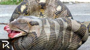 10 Most Dangerous Animals In Australia Dangerous Animals In Australia Dangerous Animals Australia Animals