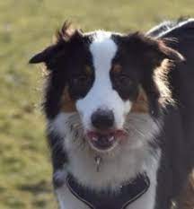 Once the australian shepherd breed knows who's in charge, they make lovely companions. 5 Best Australian Shepherd Breeders In Illinois 2021 We Love Doodles