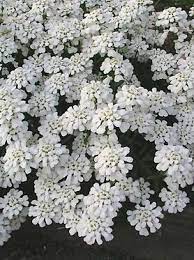 Iberis Purity Bluestone Perennials Flowers Perennials Perennials Plants
