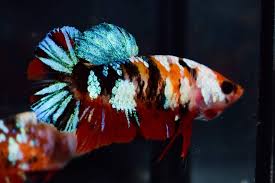Ohmpk Red Koi Galaxy Female Betta Ca Betta