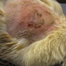 Image result for hotspot dogs