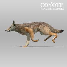 The coyote in the eastern united states is typically larger than coyotes in the western united states. 3d Coyote Animations Model Turbosquid 1227740