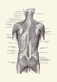 The superficial back muscles are the muscles found just under the skin. Back And Glutes Human Muscular System 2 Drawing By Vintage Anatomy Prints