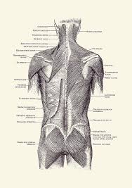 Trying to improve your art by studying anatomy? Back And Glutes Human Muscular System 2 Drawing By Vintage Anatomy Prints
