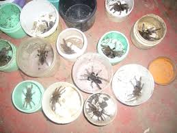 They also create their own burrows about 20 cm below rocks. Tarantulas Insects Centipedes Scorpions Products Cameroon Tarantulas Insects Centipedes Scorpions Supplier