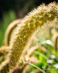 Image result for Millettia lasiantha