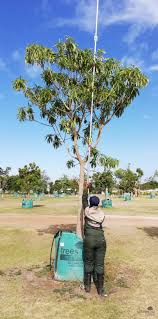 Image result for Rauvolfia afra