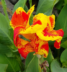 Flowers in the philippines with names and pictures. Hybrid Iris Flower Iris Flowers Flower Garden Design Beautiful Flowers