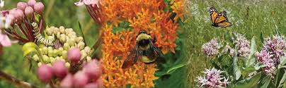 Milkweed Seed Finder