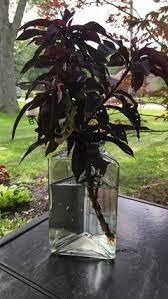 Growing bonfire patio peach trees. Are Bonfire Patio Peaches Edible