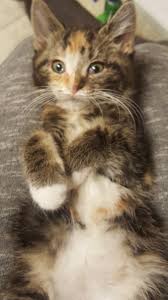 Often a pet will get lost or arrive at the spca from a neighbor with no background information to help staff. Pets For Adoption At Guardian Angel Animal Rescue In Livonia Mi Petfinder