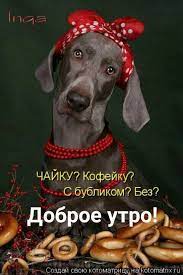 pin ot polzovatelya g na doske dobroe utro vecher i den smeshnye fotografii zhivotnyh fotografii zhivotnyh dobroe utro