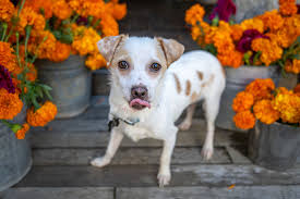 Compassion Without Borders