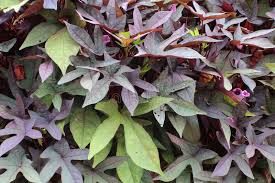Purple sweet potato plant flower. 131 Purple Sweet Potato Vine Photos Free Royalty Free Stock Photos From Dreamstime