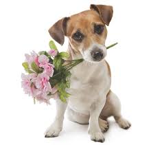 Cute Animals With Flowers To Make You Smile Petal Talk Animals Cute Animals Cute Dogs