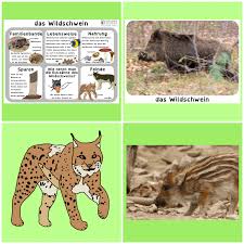 Schulkater Blog Bildung Leben Mit Innovativem Unterrichtsmaterial Tiere Wildschwein Unterrichtsmaterial