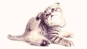 There's another similar patch on her other back leg on about the same spot but it's not as bad. The Most Common Reasons For Cat Hair Loss Petcarerx