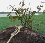 Image result for Ficus usambarensis