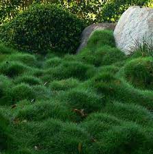 Korean Velvet Grass Zoysia Tenuifolia No Mow Grass Garden Lawn Alternatives