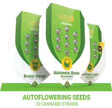 The cannabis industry is as big as it has ever been and there are many companies around the world producing cannabis seeds and creating unique and special strains at any time. Buy Autoflowering Feminized Cannabis Seeds Royal Queen Seeds