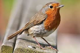 And just like that, robin the boy wonder made the kid sidekick an icon. Living On Earth Birdnote Robin Redbreast