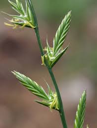 Image result for Lolium