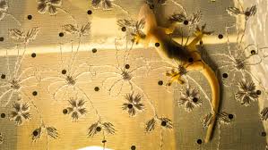 Cicak merupakan hewan yang cukup mengganggu dengan. 9 Cara Senang Untuk Menghalau Cicak Dari Rumah Propertyguru Malaysia